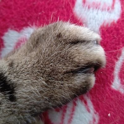 若好藩藩士。ミン族。765AS+。このすば。 ヨガ 。猫。ASいるからと…ミリシタ始めてシアター組にもはまりつつ楽しくやってる。RPG好き。ドラクエシリーズ→軌跡シリーズ→オクトパストラベラーⅠ&Ⅱ→これから始めるドラクエ3(HD-2D)