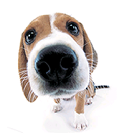 cureyourdog's profile picture. 