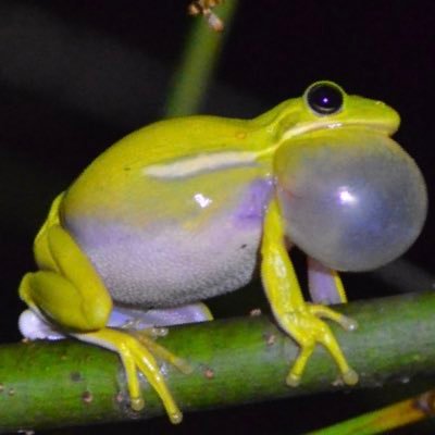 Professor at the University of Minnesota interested in animal behavior, hearing, and acoustic communication.