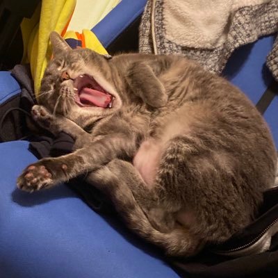 Terry80242's profile picture. Voss They/Them UCSD 2015~2026 (I’ll never be done with my degree) D-co ultimate. Wildfire22. Making hummus sexie since 1996