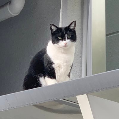 nazoineko's profile picture. N◎VA好きな人。現在休止中。 FGOも休止中。MTGは主にリミテッドで復活。好きなガンダムはジムヘッド