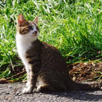ねーこ (@neekojunjun) 's Twitter Profile