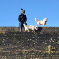 lovethewestie(@lovethewestie) 's Twitter Profile Photo