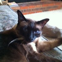 Toni McClain - @theslimcat Twitter Profile Photo