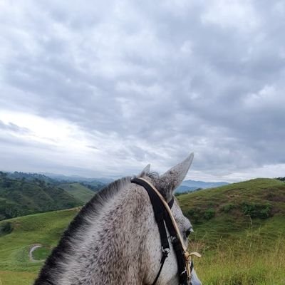 JorgeJorgeecg's profile picture. I like finances, nature