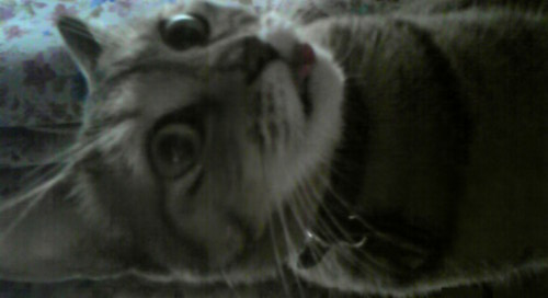 I love prog rock,jazz,and a cat.I start independent label USAKUMA RECORDS.http://t.co/xuc8IuVA5T
 http://t.co/rXLZpz8M9M