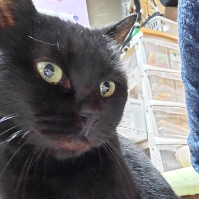 黒猫 蘭ラン Makidegozaru Twitter