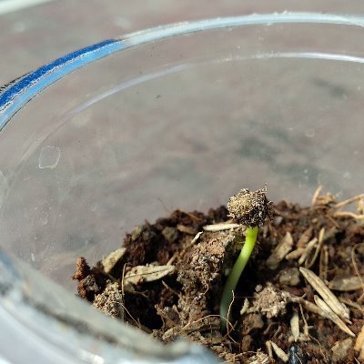 hanifa_nw's profile picture. • Pad74 •