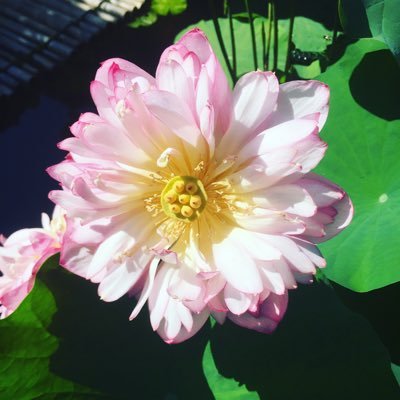 遠野 七津さんのプロフィール画像