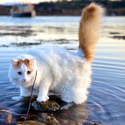 Ahoy, Salty_Sea_Cat here, I'm a Turkish Van cat living aboard my yacht with my first mate Pippa the Spaniel ⚓️