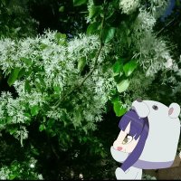 たかよぴ (Takayopi)☘ (@afk0812) Twitter profile photo