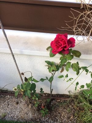 ShariffBrian's profile picture. I am kind hearted