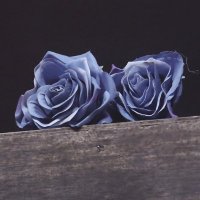 ᴀ ǫ ᴜ ᴀ ᴍ ᴀ ʀ ɪ ɴ ᴇ (@aquamarinepic) 's Twitter Profile Photo