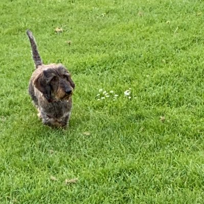 Wired haired dachshund, now with my little sister Ella. I bark at everything. Training my sister in the art of food begging. Pround members of #sausagearmy