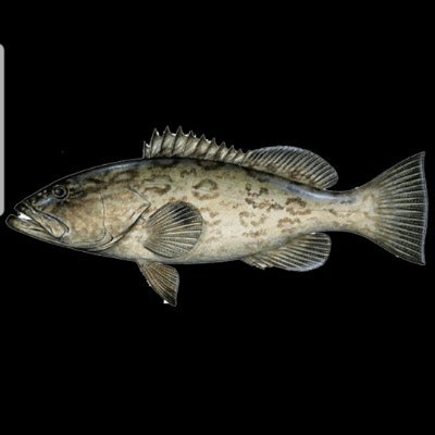 Flagrouperking's profile picture. 