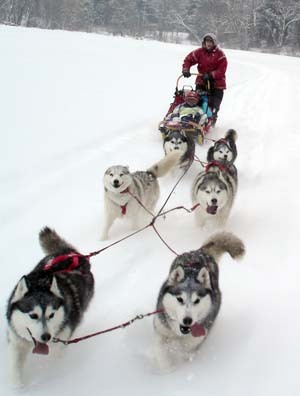 I can be found in cyber-world as: Atii Sled Dogs, Vermont Space Education Program and Gail Breslauer. (Sled dog education & #mushing; #SpaceEd; educator )