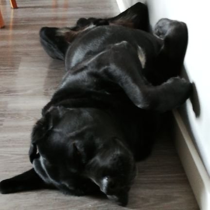 josemamelman's profile picture. 