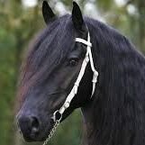 WBB123's profile picture. Leaver dea as slaef. Fryslân Boppe.
 Houdt niet van windvaan gedrag, wél een realist.