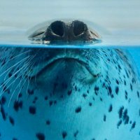 Curious sea doggo (@timothytheseal) 's Twitter Profile