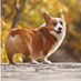 @Toushi_Corgi