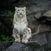snow leopard (@somany4us2see) Twitter profile photo snow leopard (@somany4us2see) Twitter profile photo