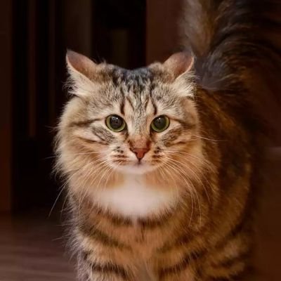 Foxeyes17's profile picture. 