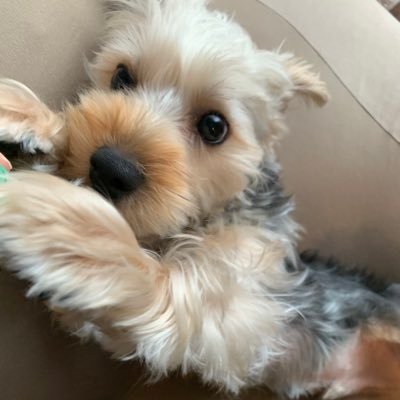 犬とポケモンが好きです。