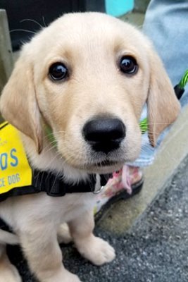 PadsHouston2's profile picture. PADS (Pacific Assistance Dogs Society) Houston || puppy in training. Born September 27, 2019. 
Excited to learn and become a life-changing assistance dog!