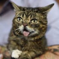 LegionKev's profile picture. Just trying to live life the only way I know how, by doing nothing and sitting on the internet!