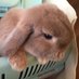 @HollandLop_AQUA