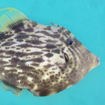 R7RA8Pq4DkKv6KU's profile picture. 心のままに好きなものだけをツイートします。
とりあえず、カワハギの刺身が美味しい冬は、魚屋がディズニーランドになります。