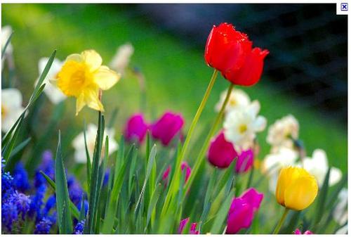 GibsonsGirlGeek's profile picture. 