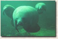 marokeano's profile picture. no hay etnia que reclame mi pertenencia, mis antepasados son muchos y a mis oídos llegan cantos que solo entienden las sirenas.