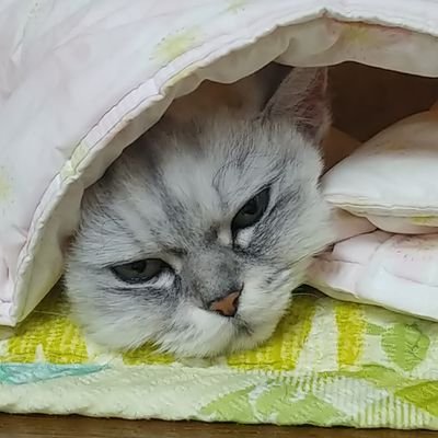 SSellさんのプロフィール画像