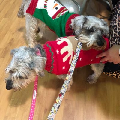 LuluSouff's profile picture. We love to Scniff & Howl with other schnozzers - oh yeah & eat #schnauzerfest #schnauzergang