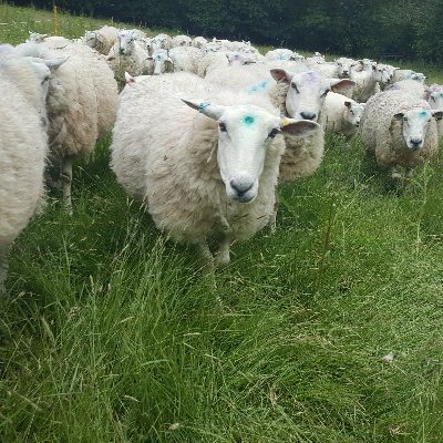 Ali_F_Baa's profile picture. Wandering Welsh Woodsman

https://t.co/mH9fGp7Jff