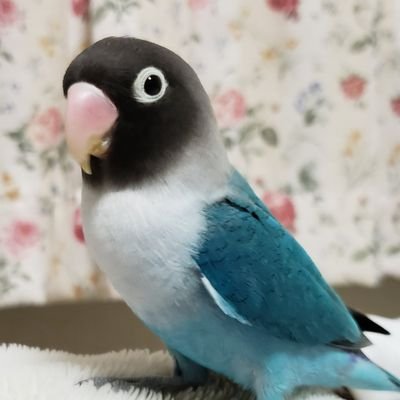 aygSisvXUCSkggP's profile picture. コミケと尊い方(描き手様)まとめのアカウント。刀剣乱舞、呪術廻戦、FGO、ポケモン、オリジナルなど カップリングも好きだけど夢主×とか大好物です！