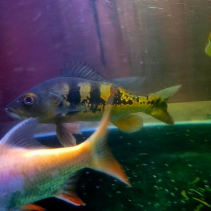 abihafizh1's profile picture. 