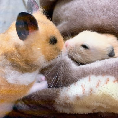 ハムスター大好き🐹❤今はカラーのこむぎ♂ が居ます。🌈組はカフェ吉♂、ぱぁる♂、こはる♀、ぷりん♂、まめ♂、ふうか♀、ラテ♂こなつ︎︎ ♀てん♂無言フォロー失礼しますm(_ _)m