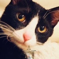 tenco⭐️⭐️⭐️⭐️⭐️🇫🇷 (@tenco) 's Twitter Profile