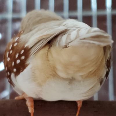 konchan0801's profile picture. 小鳥全般好き。 キンカ（フォーンイザベル♂）のぴぃちゃん2019/12/22虹の橋へ😭 2020/02/10白文鳥（♀）のちぃちゃんを迎えました。 ちぃちゃんメインの雑アカウントです😊