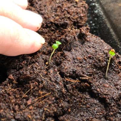 RedirectLiving's profile picture. Amazing wife of @astronomydave. Avid hiker. Star watcher. Sustainability encourager. I grow, write, cook...in order to laugh, love, and live.