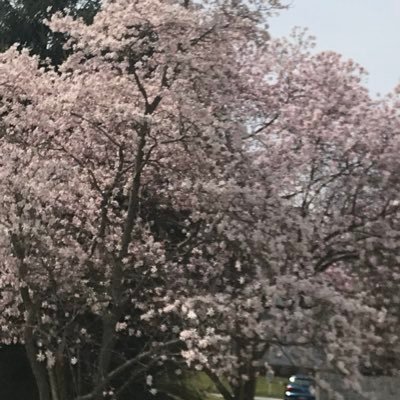 vicariouslif's profile picture. I 've been working on the railroad taming capybaras and unravelling gems.