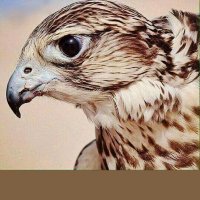 سعود الشراري (@s11_alshrari) Twitter profile photo
