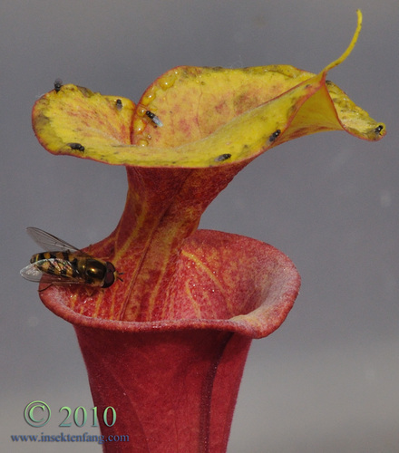 insektenfang plants
carnivorous plant nursery