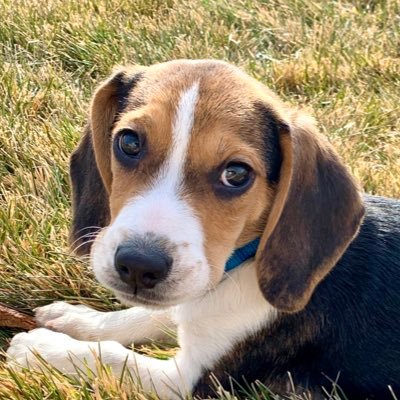 Whiskey River is my name.  I’m all beagle and born Sept 28, 2019.  My brother is Walker and a Tibetan Spaniel.  Let the shenanigans begin.