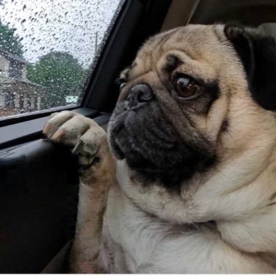 PugswagC's profile picture. ——