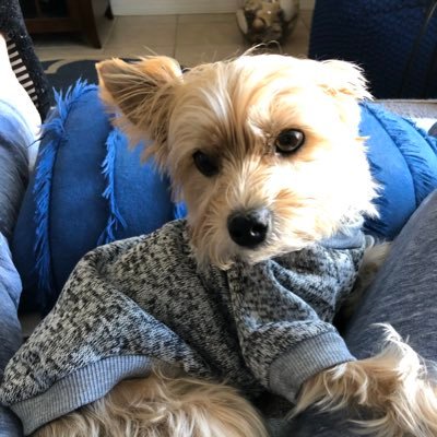 nolongerrep's profile picture. Olympics Country NFL Music Mother of three, Grandmother of six, Widow and 76. Rep. until this incumbency went off the rails. #BlueWave2020