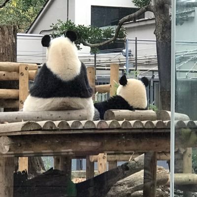 動物が大好きです。色々な方のツイートに癒されています😊 無言フォローお許しください。以前から登録はしてたのですが、Twitter不慣れで変な事やってしまったり、失礼があったらごめんなさい🙇‍♀️ デカポメが家にいます。   王子動物園、上野動物園サポーターです。よろしくお願いいたします。