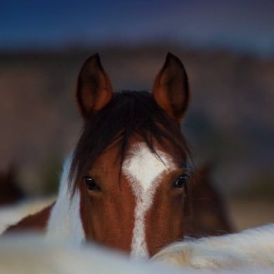 “I respectfully don’t care what you think.” Chandler, servant of horses, follower of dreams, rarely an adult. 💖 🌺